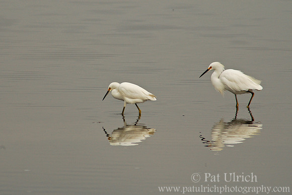 Elegant pair