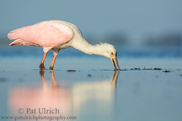 Reflection of a feeding spoonbill