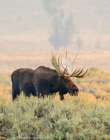 Bull moose, through the trees