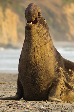 Bull elephant seal