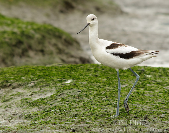 American avocet, winter plumage