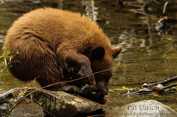 Black bear cub catching salmon