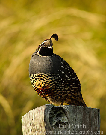 Sidelong glance by a male quail