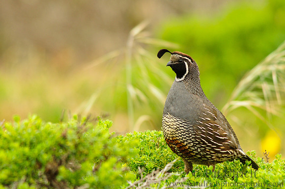 California quail with grasses behind