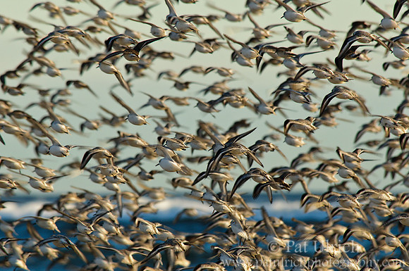 Shorebirds in flight
