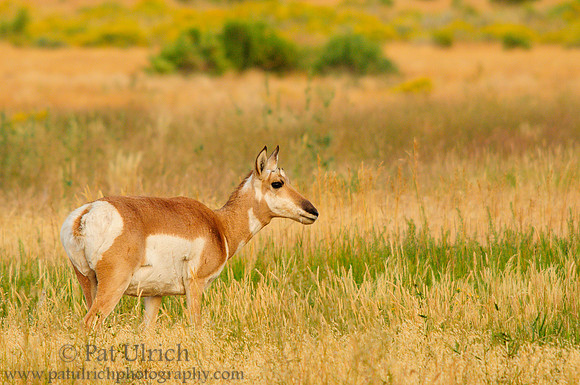 Pronghorn in the morning