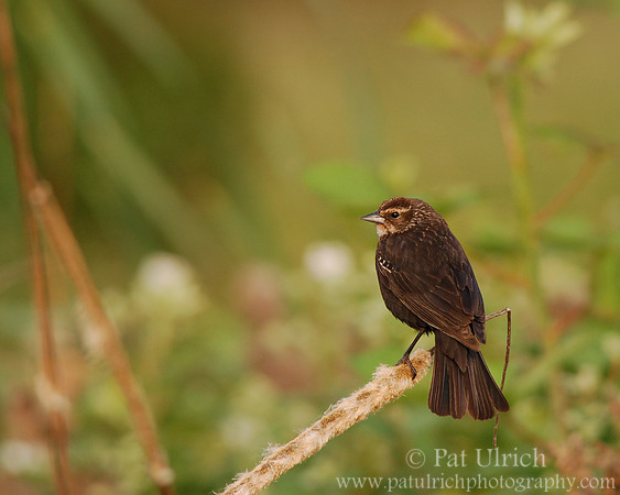 Female blackbird