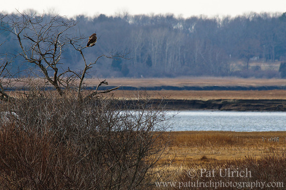 Hawk watching the estuary