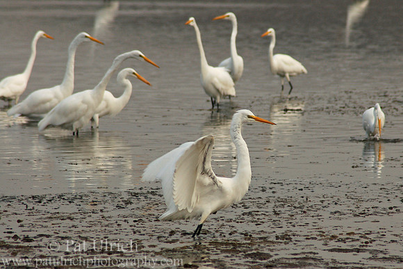 Feeding great egrets