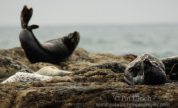 Relaxing harbor seals