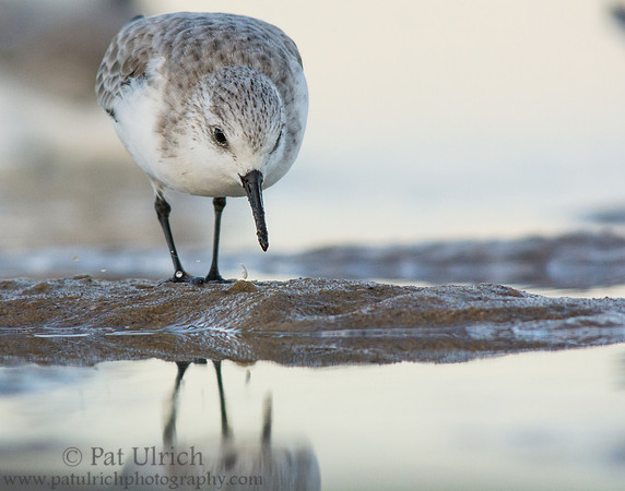 Watching its reflection