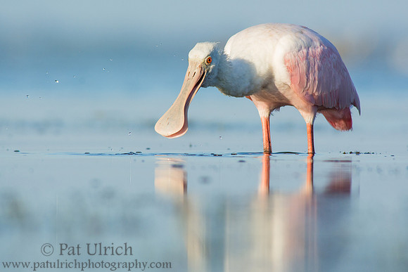 Feeding spoonbill at Bunche Beach