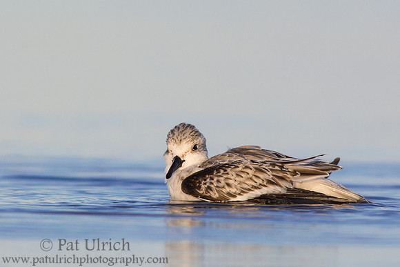Sanderling low to the water as it bathes