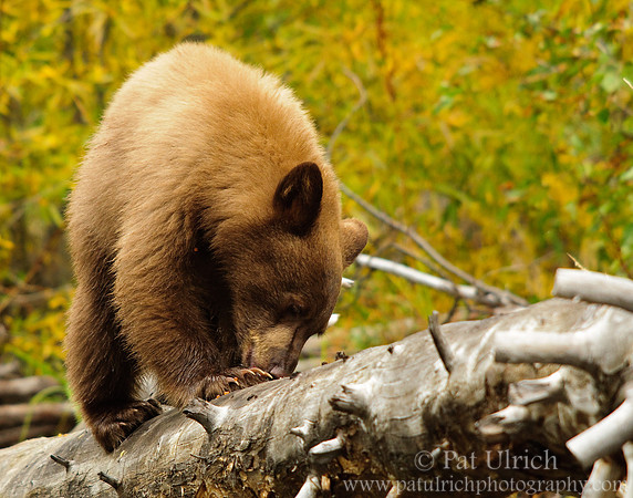 Cub on a log