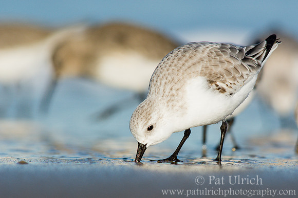 Winter sanderling at Parker River NWR