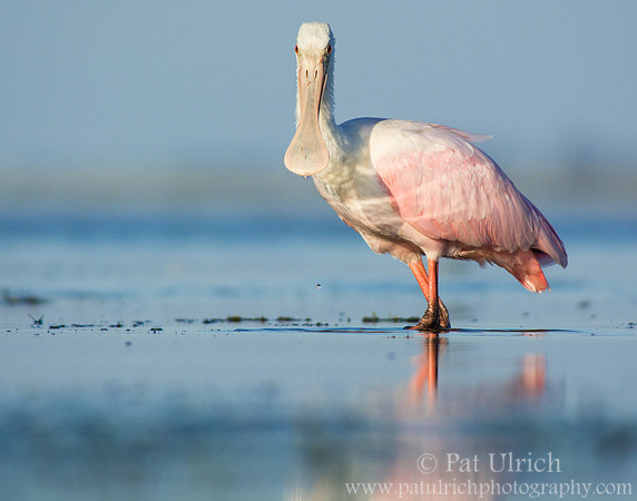 Spoonbill faces the camera