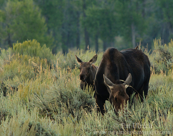Mother and calf