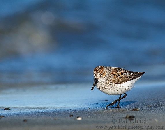 Western sandpiper