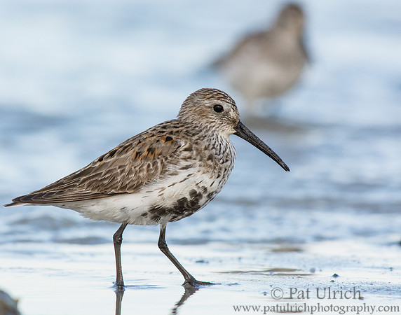 Dunlin on Plymouth Beach
