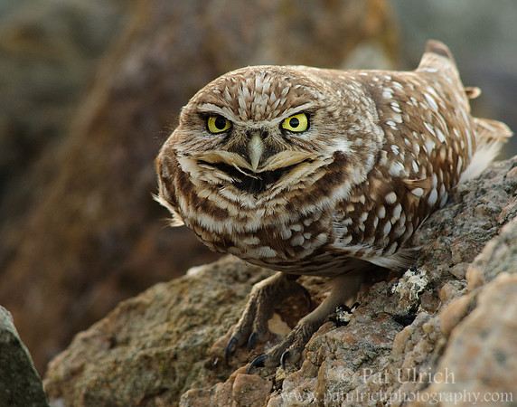Look into my eyes...