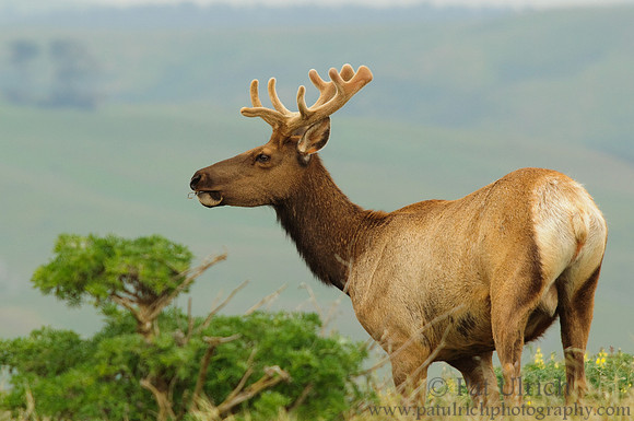 Velvet bull