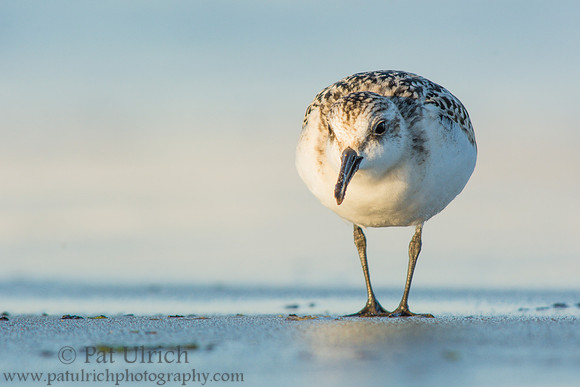 Sanderling with open bill