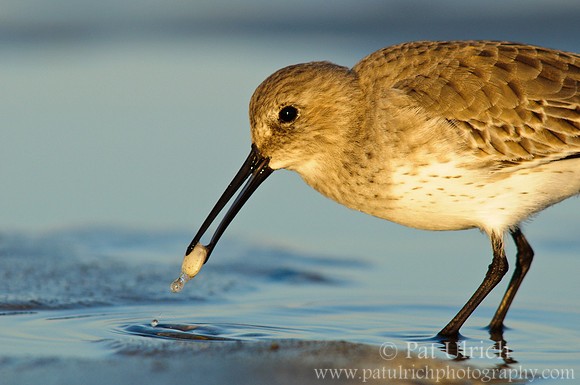 Dunlin with Clam