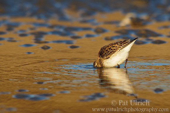 Least sandpiper feeding at sunrise