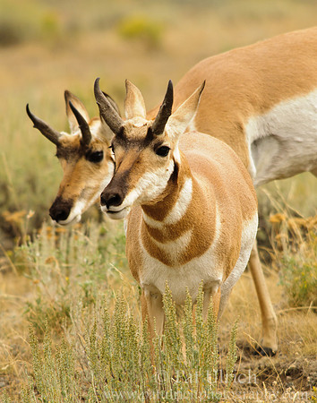 Pair of pronghorn