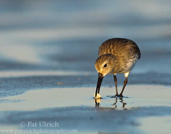 Dinner for a dunlin