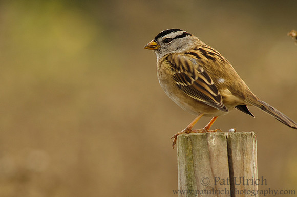White-crowned sparrow