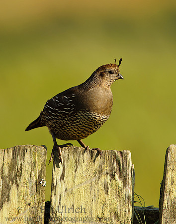 Female quail on a fence