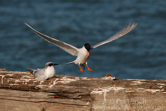 Landing