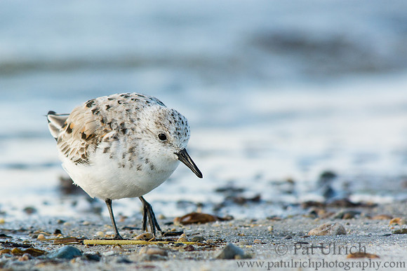 Sanderling looking for an evening meal