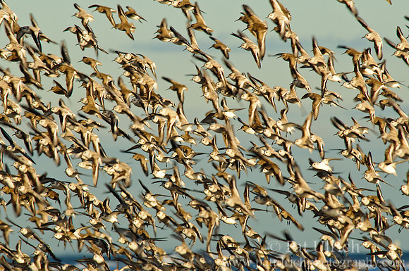Sandpipers in flight
