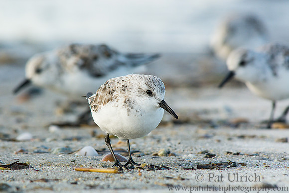 Sanderling in front of the flock