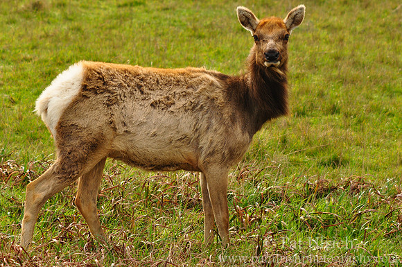 Female tule elk
