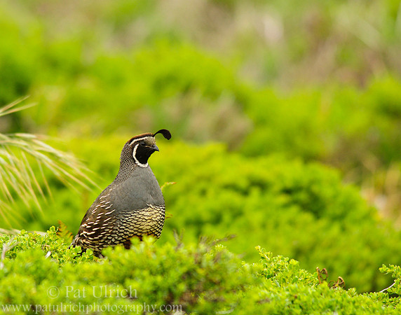 Quail in a sea of bushes