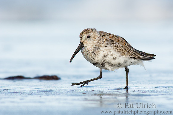 Dunlin in stride