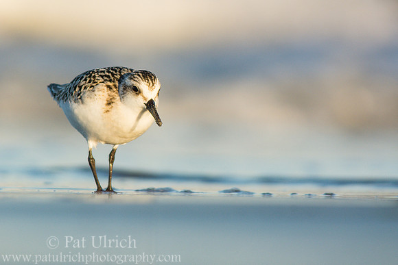 Sunset sanderling in front of breaking wave