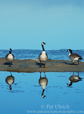 Canada geese