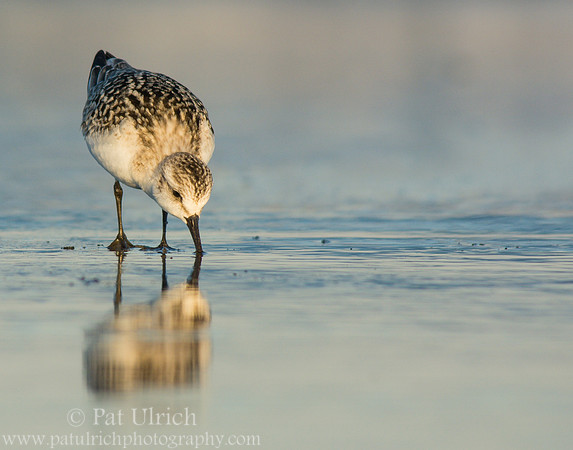 Feeding sanderling on Plum Island