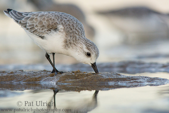 Sanderling feeding in evening light