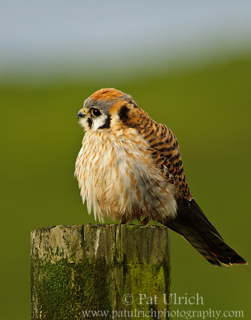 American kestrel