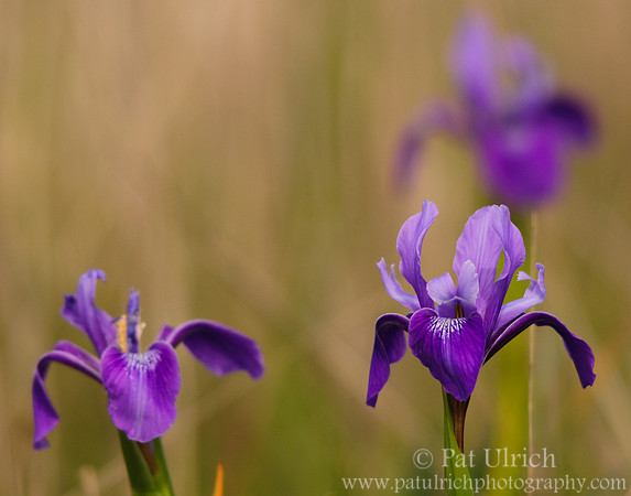Irises