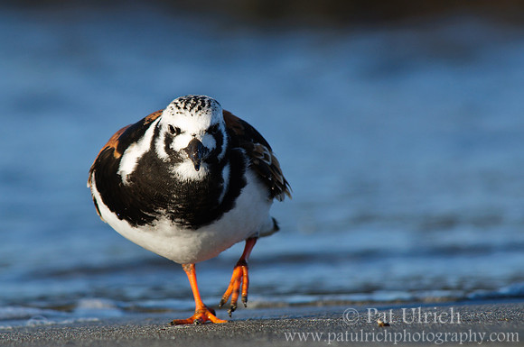 Turnstone, head on