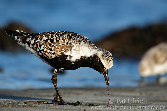 Plover watching for worms