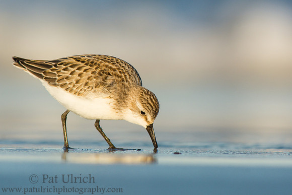 Least sandpiper with bill in the sand