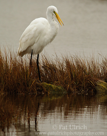 Egret preening in the marsh
