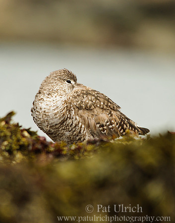 Resting willet from Pillar Point